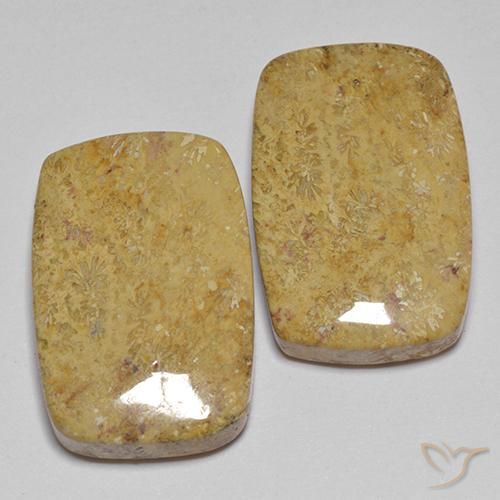 Shop natural 28.04ct マルチカラー 化石サンゴ gems, クッション, from インドネシア at GemSelect. In stock, global shipping!