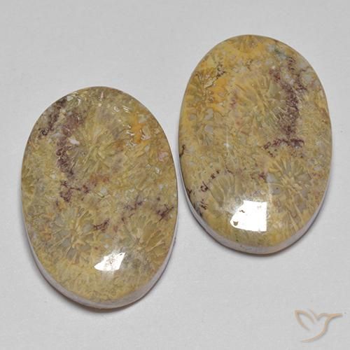 Shop natural 17.68ct マルチカラー 化石サンゴ gems, 楕円形, from インドネシア at GemSelect. In stock, global shipping!