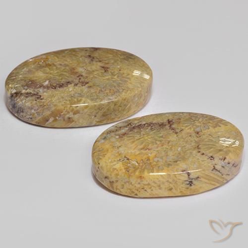 Shop natural 17.68ct マルチカラー 化石サンゴ gems, 楕円形, from インドネシア at GemSelect. In stock, global shipping!