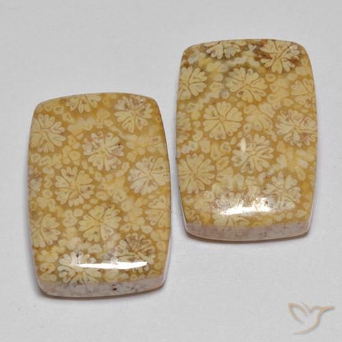 Shop natural 22.29ct マルチカラー 化石サンゴ gems, クッション, from インドネシア at GemSelect. In stock, global shipping!