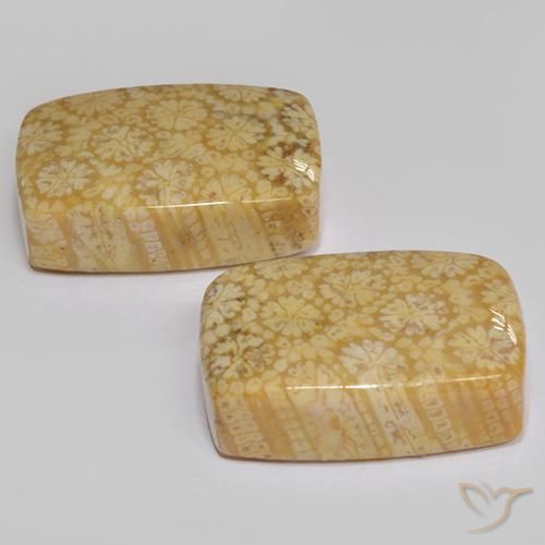 Shop natural 22.29ct マルチカラー 化石サンゴ gems, クッション, from インドネシア at GemSelect. In stock, global shipping!