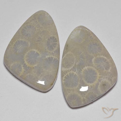 27.77カラットの天然マルチカラー化石サンゴ（23.9×15.5 mm・ファンシーシェイプ）