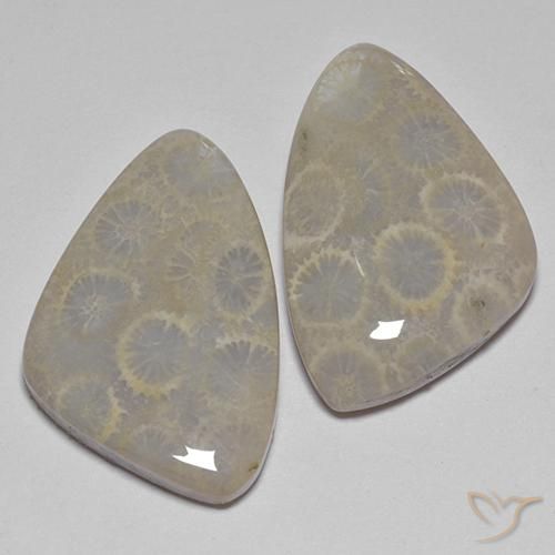 27.77カラットの天然マルチカラー化石サンゴ（23.9×15.5 mm・ファンシーシェイプ）