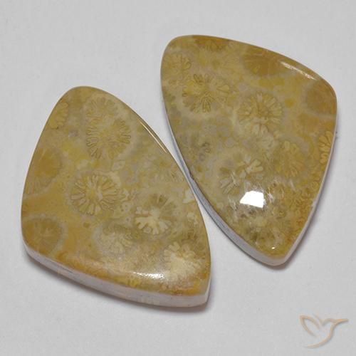Shop natural 29.23ct マルチカラー 化石サンゴ gems, ファンシー, from インドネシア at GemSelect. In stock, global shipping!