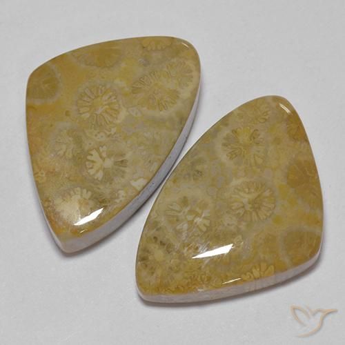 Shop natural 29.23ct マルチカラー 化石サンゴ gems, ファンシー, from インドネシア at GemSelect. In stock, global shipping!