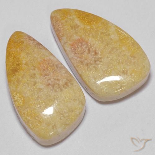 Shop natural 20.83ct マルチカラー 化石サンゴ gems, ファンシー, from インドネシア at GemSelect. In stock, global shipping!
