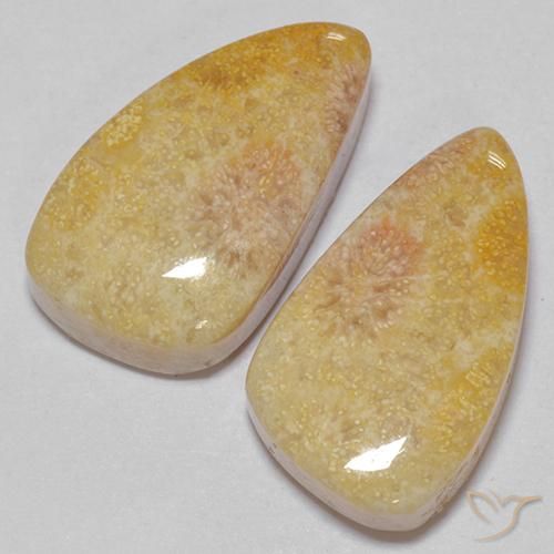 Shop natural 20.83ct マルチカラー 化石サンゴ gems, ファンシー, from インドネシア at GemSelect. In stock, global shipping!