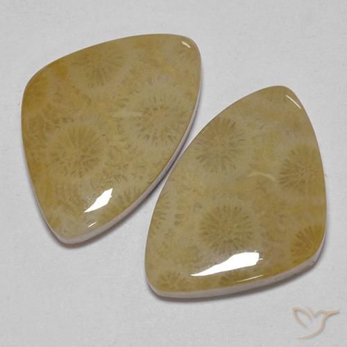 Shop natural 23.43ct マルチカラー 化石サンゴ gems, ファンシー, from インドネシア at GemSelect. In stock, global shipping!