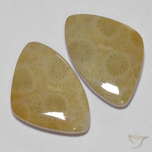 Shop natural 23.43ct マルチカラー 化石サンゴ gems, ファンシー, from インドネシア at GemSelect. In stock, global shipping!