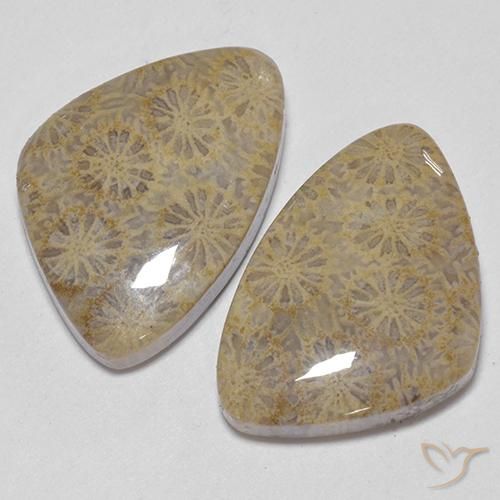 Shop natural 25.49ct マルチカラー 化石サンゴ gems, ファンシー, from インドネシア at GemSelect. In stock, global shipping!