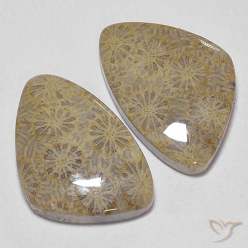 Shop natural 25.49ct マルチカラー 化石サンゴ gems, ファンシー, from インドネシア at GemSelect. In stock, global shipping!
