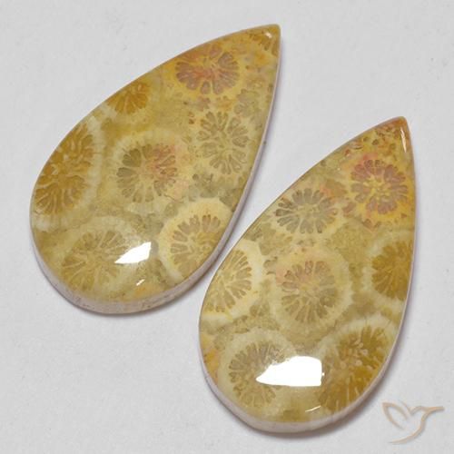 Shop natural 15.93ct マルチカラー 化石サンゴ gems, 洋梨の形, from インドネシア at GemSelect. In stock, global shipping!