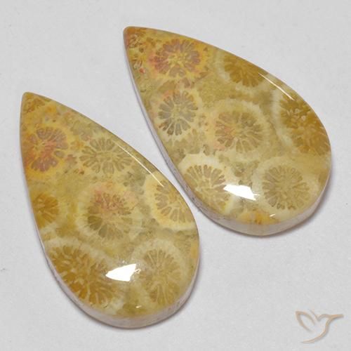 Shop natural 15.93ct マルチカラー 化石サンゴ gems, 洋梨の形, from インドネシア at GemSelect. In stock, global shipping!