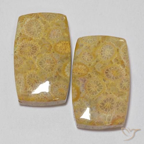 Shop natural 28.73ct マルチカラー 化石サンゴ gems, クッション, from インドネシア at GemSelect. In stock, global shipping!