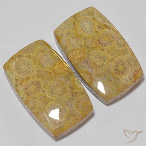 Shop natural 28.73ct マルチカラー 化石サンゴ gems, クッション, from インドネシア at GemSelect. In stock, global shipping!