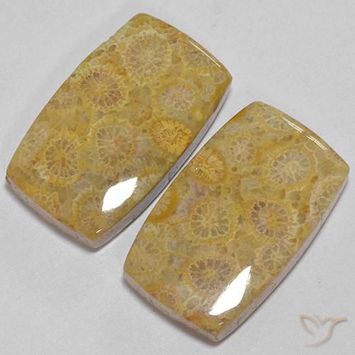 Shop natural 28.73ct マルチカラー 化石サンゴ gems, クッション, from インドネシア at GemSelect. In stock, global shipping!