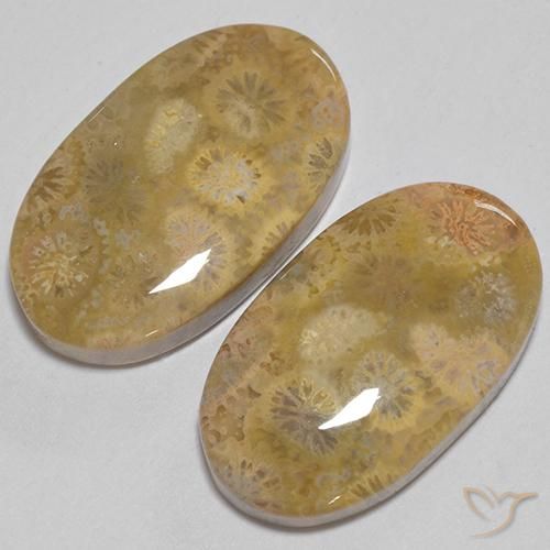 Shop natural 24.74ct マルチカラー 化石サンゴ gems, 楕円形, from インドネシア at GemSelect. In stock, global shipping!