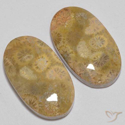 Shop natural 24.74ct マルチカラー 化石サンゴ gems, 楕円形, from インドネシア at GemSelect. In stock, global shipping!