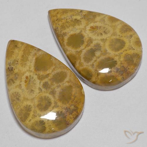 Shop natural 40.40ct マルチカラー 化石サンゴ gems, 洋梨の形, from インドネシア at GemSelect. In stock, global shipping!