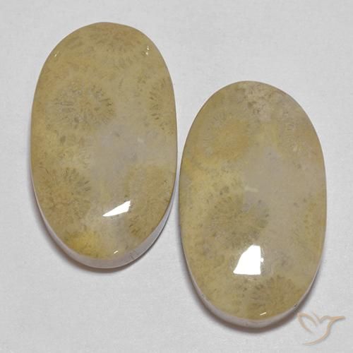 Shop natural 26.68ct マルチカラー 化石サンゴ gems, 楕円形, from インドネシア at GemSelect. In stock, global shipping!