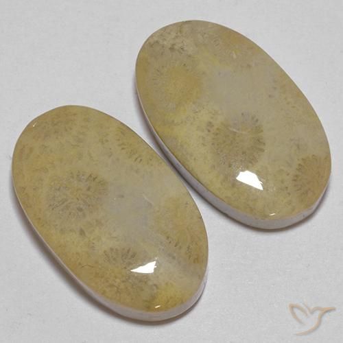 Shop natural 26.68ct マルチカラー 化石サンゴ gems, 楕円形, from インドネシア at GemSelect. In stock, global shipping!