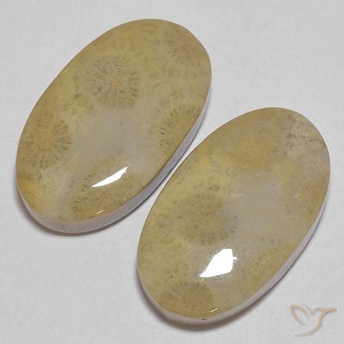 Shop natural 26.68ct マルチカラー 化石サンゴ gems, 楕円形, from インドネシア at GemSelect. In stock, global shipping!