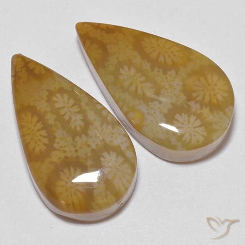 Shop natural 21.24ct マルチカラー 化石サンゴ gems, 洋梨の形, from インドネシア at GemSelect. In stock, global shipping!