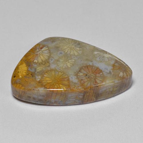 11.00カラットの天然マルチカラー化石サンゴ、ファンシーシェイプ、オペーク