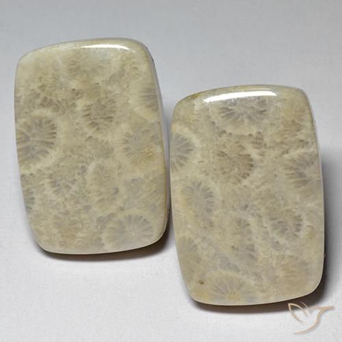 Shop natural 29.07ct マルチカラー 化石サンゴ gems, クッション, from インドネシア at GemSelect. In stock, global shipping!