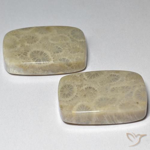 Shop natural 29.07ct マルチカラー 化石サンゴ gems, クッション, from インドネシア at GemSelect. In stock, global shipping!
