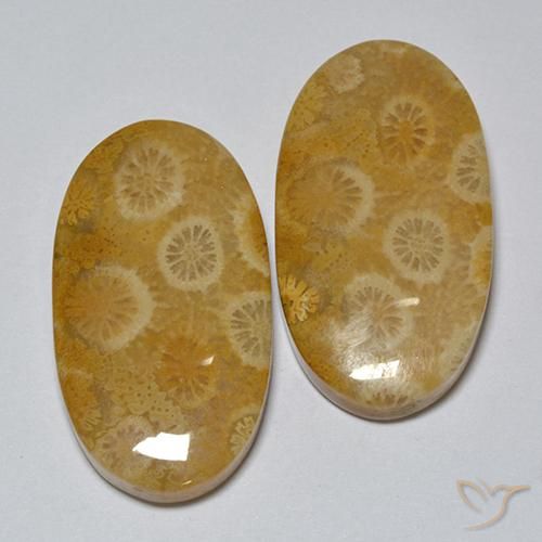 Shop natural 31.80ct マルチカラー 化石サンゴ gems, 楕円形, from インドネシア at GemSelect. In stock, global shipping!