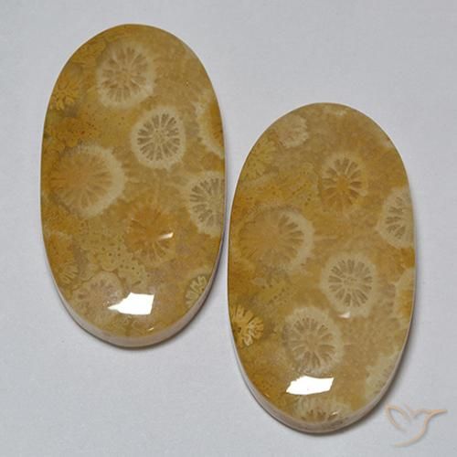 Shop natural 31.80ct マルチカラー 化石サンゴ gems, 楕円形, from インドネシア at GemSelect. In stock, global shipping!