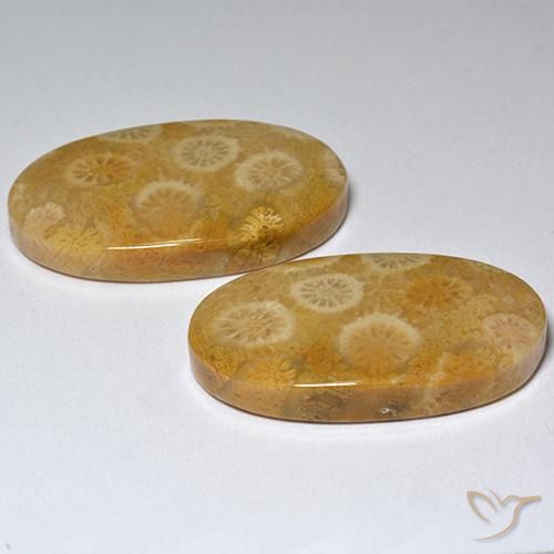 Shop natural 31.80ct マルチカラー 化石サンゴ gems, 楕円形, from インドネシア at GemSelect. In stock, global shipping!