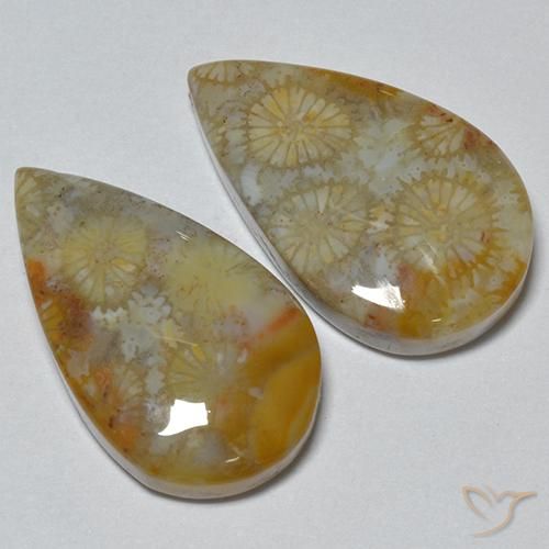 Shop natural 16.21ct マルチカラー 化石サンゴ gems, 洋梨の形, from インドネシア at GemSelect. In stock, global shipping!