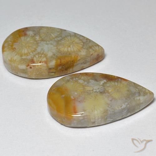 Shop natural 16.21ct マルチカラー 化石サンゴ gems, 洋梨の形, from インドネシア at GemSelect. In stock, global shipping!