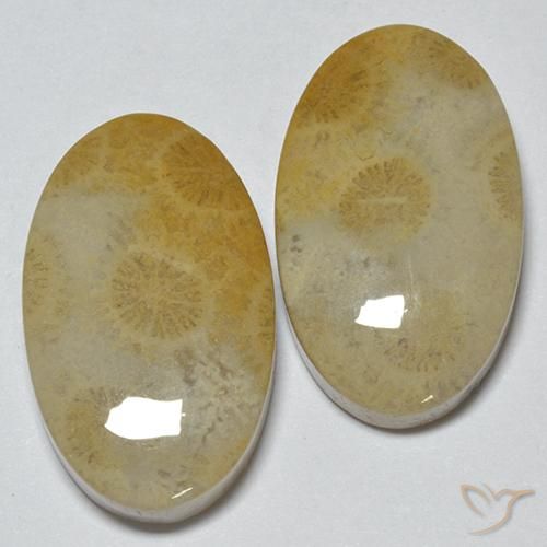 Shop natural 29.14ct マルチカラー 化石サンゴ gems, 楕円形, from インドネシア at GemSelect. In stock, global shipping!