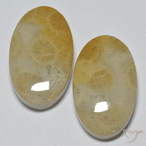 Shop natural 29.14ct マルチカラー 化石サンゴ gems, 楕円形, from インドネシア at GemSelect. In stock, global shipping!