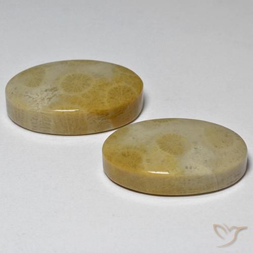 Shop natural 29.14ct マルチカラー 化石サンゴ gems, 楕円形, from インドネシア at GemSelect. In stock, global shipping!