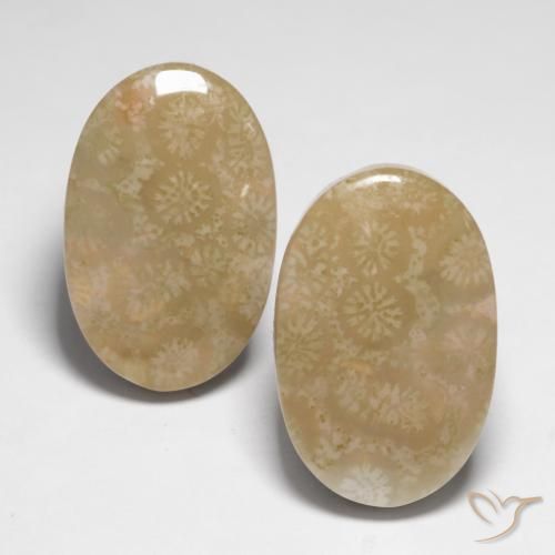 Shop natural 28.25ct マルチカラー 化石サンゴ gems, 楕円形, from インドネシア at GemSelect. In stock, global shipping!