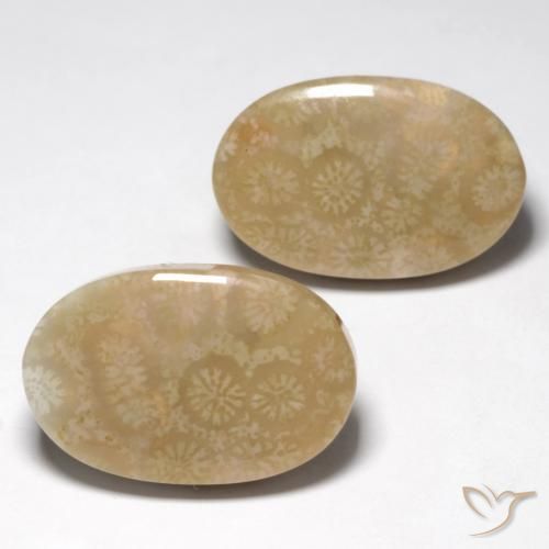 Shop natural 28.25ct マルチカラー 化石サンゴ gems, 楕円形, from インドネシア at GemSelect. In stock, global shipping!