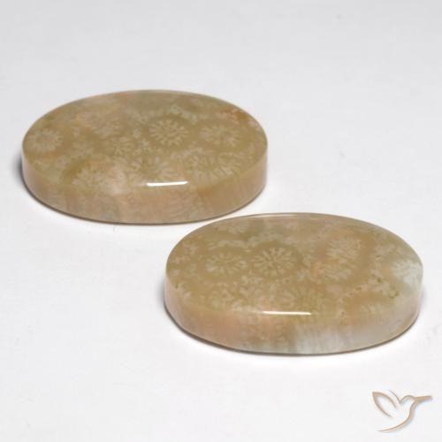 Shop natural 28.25ct マルチカラー 化石サンゴ gems, 楕円形, from インドネシア at GemSelect. In stock, global shipping!