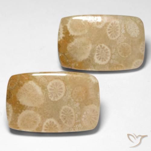 Shop natural 29.92ct マルチカラー 化石サンゴ gems, クッション, from インドネシア at GemSelect. In stock, global shipping!