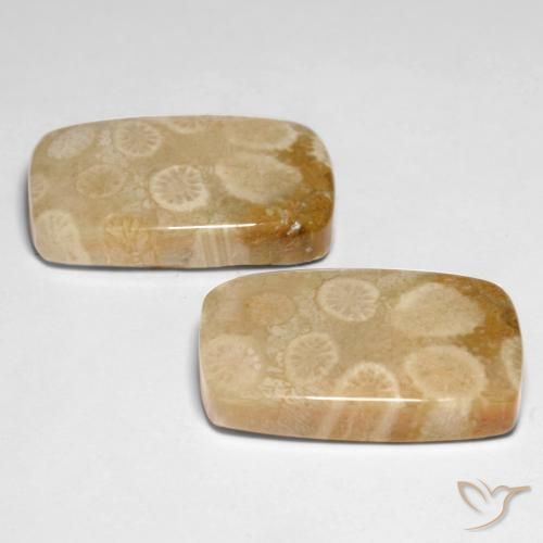 Shop natural 29.92ct マルチカラー 化石サンゴ gems, クッション, from インドネシア at GemSelect. In stock, global shipping!