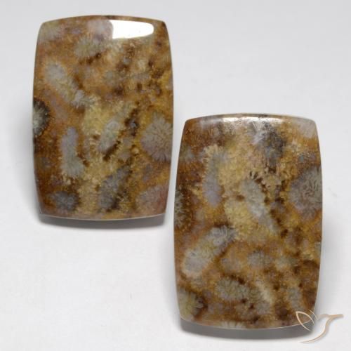 Shop natural 27.29ct マルチカラー 化石サンゴ gems, クッション, from インドネシア at GemSelect. In stock, global shipping!