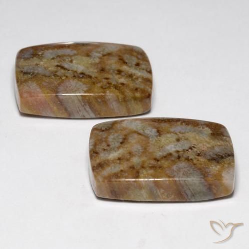 Shop natural 27.29ct マルチカラー 化石サンゴ gems, クッション, from インドネシア at GemSelect. In stock, global shipping!