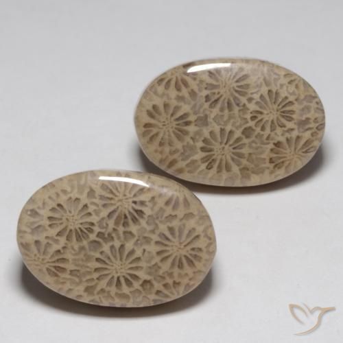 Shop natural 23.02ct マルチカラー 化石サンゴ gems, 楕円形, from インドネシア at GemSelect. In stock, global shipping!