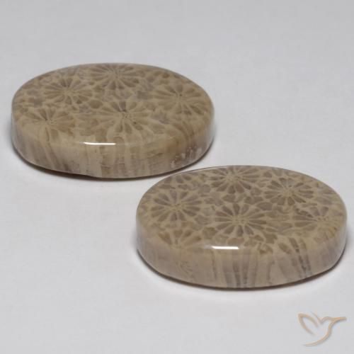 Shop natural 23.02ct マルチカラー 化石サンゴ gems, 楕円形, from インドネシア at GemSelect. In stock, global shipping!