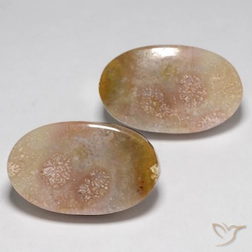 Shop natural 23.48ct マルチカラー 化石サンゴ gems, 楕円形, from インドネシア at GemSelect. In stock, global shipping!