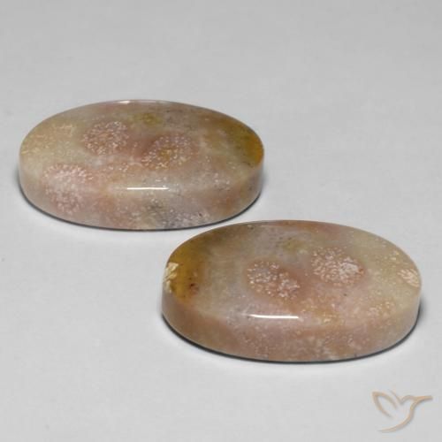 Shop natural 23.48ct マルチカラー 化石サンゴ gems, 楕円形, from インドネシア at GemSelect. In stock, global shipping!