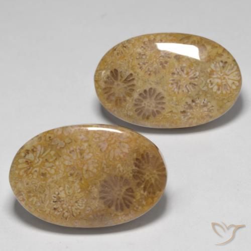 Shop natural 23.14ct マルチカラー 化石サンゴ gems, 楕円形, from インドネシア at GemSelect. In stock, global shipping!
